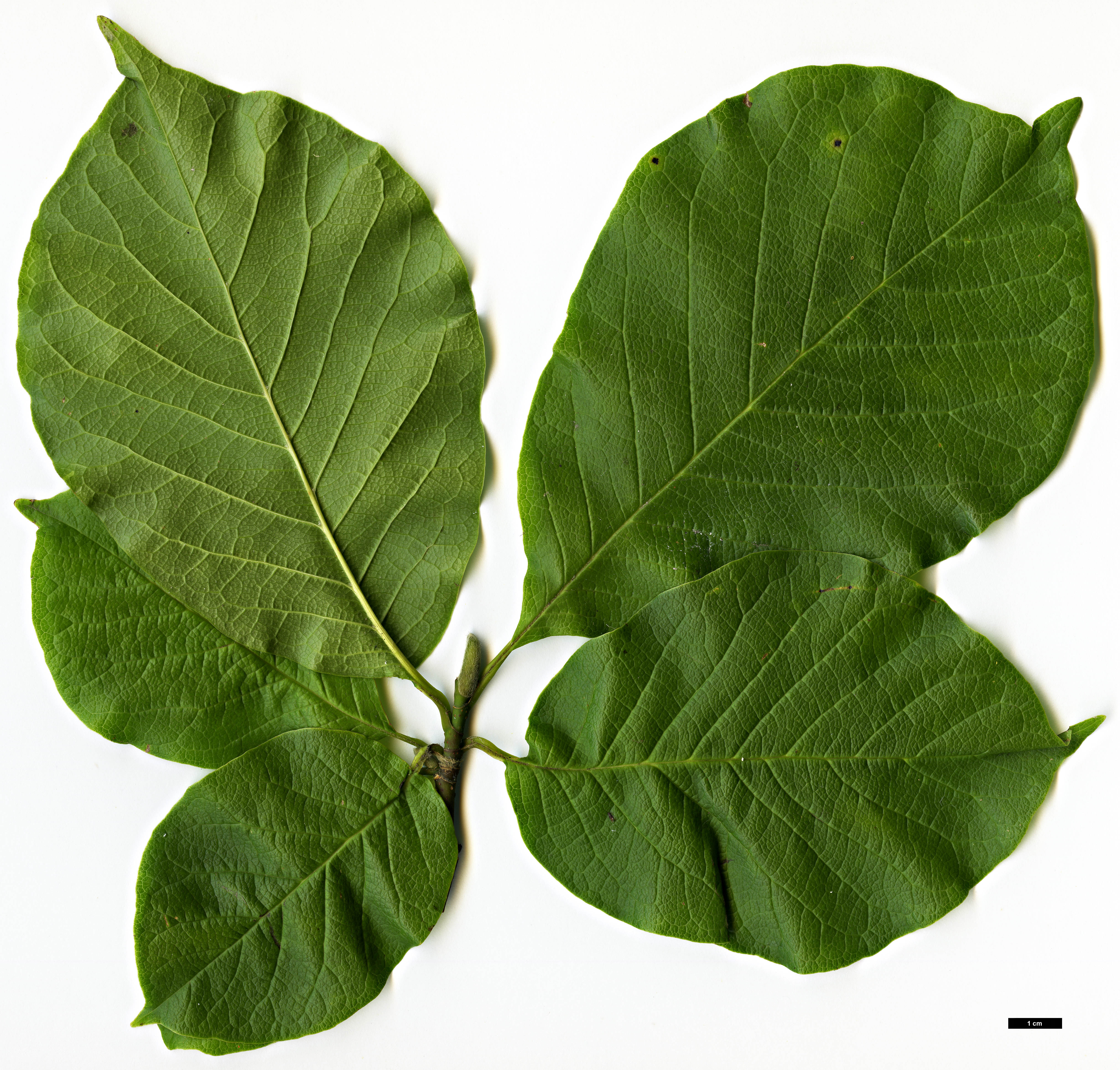 High resolution image: Family: Magnoliaceae - Genus: Magnolia - Taxon: kobus - SpeciesSub: var. borealis